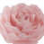 Rose vif sélectionné