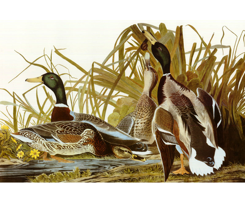 Mallard Duck, 12" H x 18" W