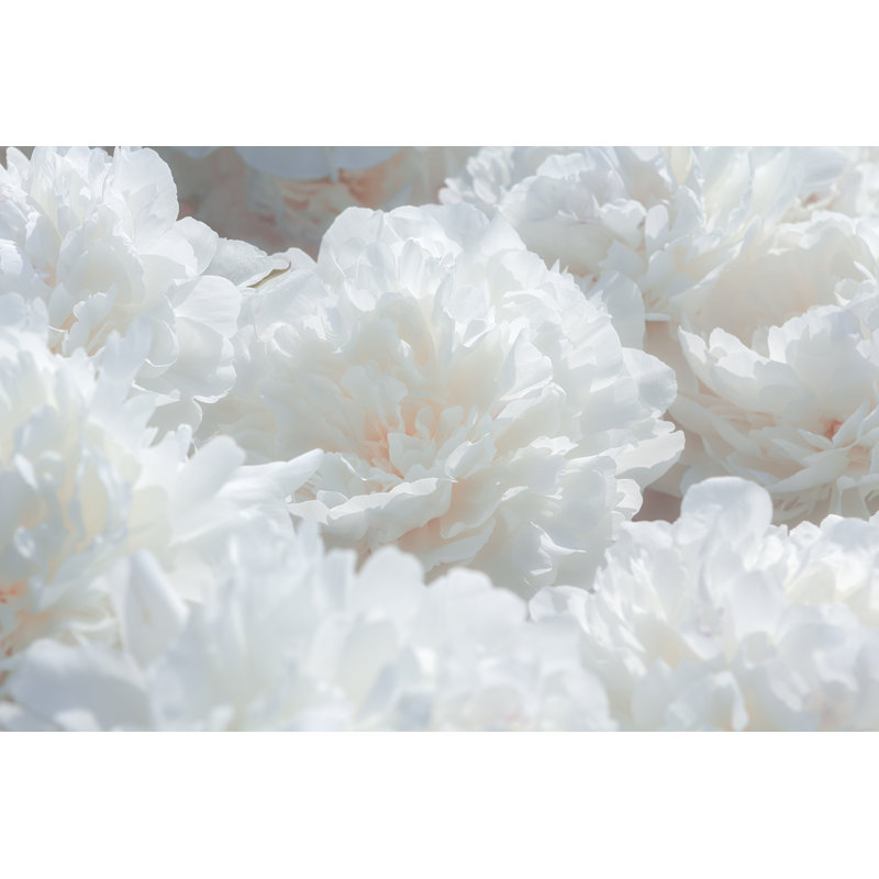 White Peony Flower Background - Wrapped Canvas Print, 51cm H x 76cm W