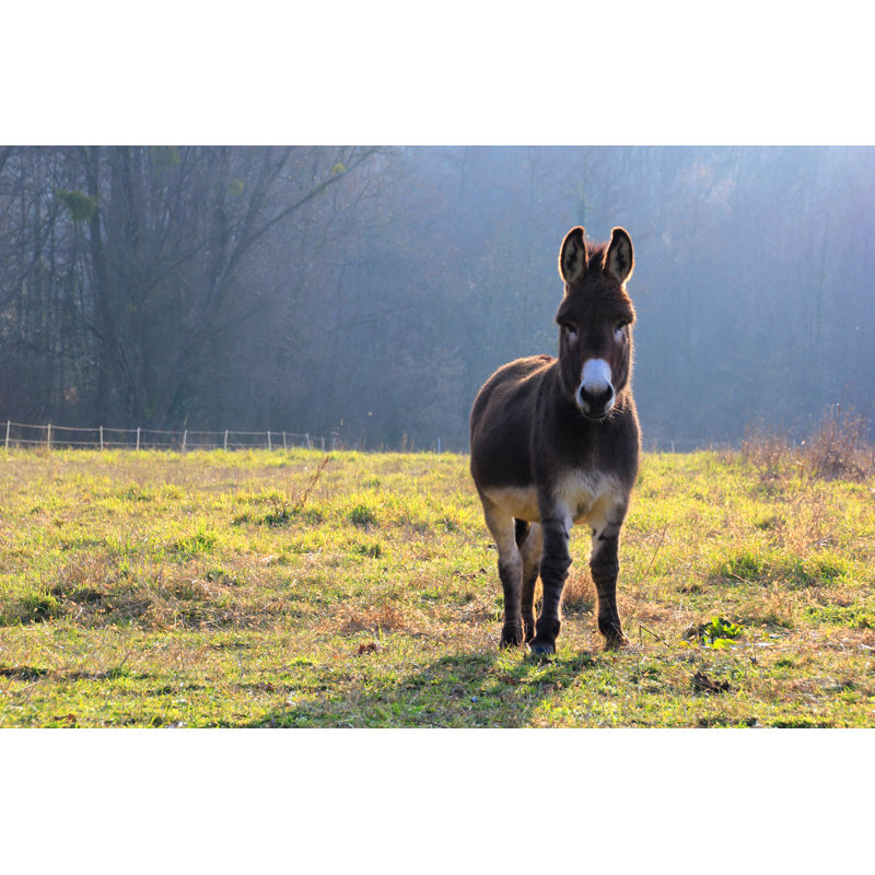 Happy Donkey by Federherz - Wrapped Canvas Print, 20cm H x 30cm W