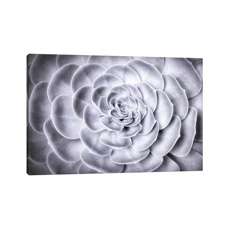 Succulent by MScottPhotography - Wrapped Canvas Gallery-Wrapped Canvas Giclée, 20.32 cm H x 30.48 cm W