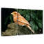 Canari rouge-1669933033
