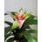 Artificial Pink Bromeliad Plant 12"