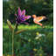 44 po. Colibri 44 po