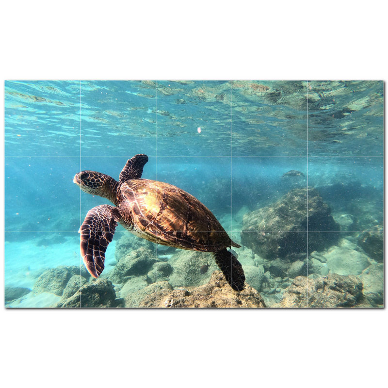 Tortue photo 8 x 8