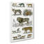 Cats & Big Cats by Oliver Goldsmith - Wrapped Canvas-55371526