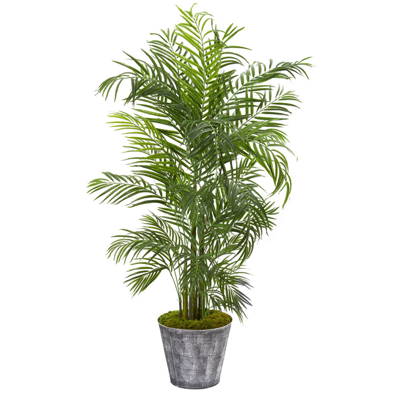 Areca Palm Tree in Planter