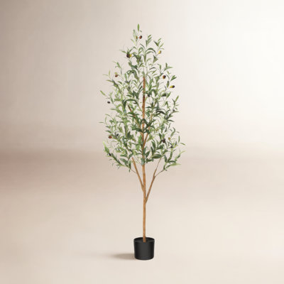Adcock Olive Tree in Pot
