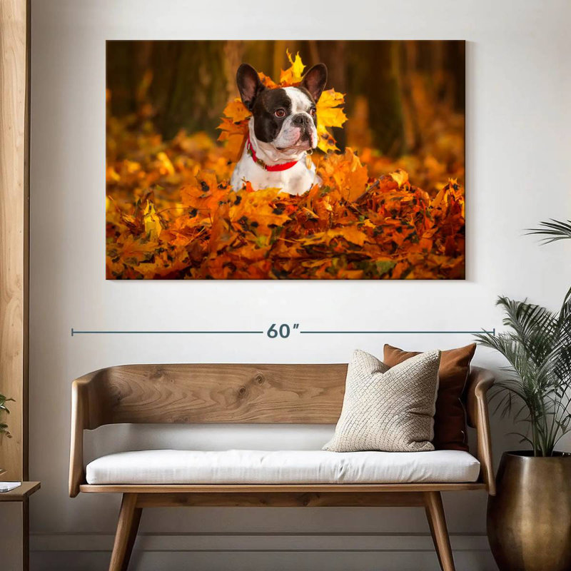 Bouledogue français dans un parc en automne, H 34 po x l 51 po