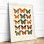 Butterfly Specimens Botanical - Framed Print-568902726-568902727