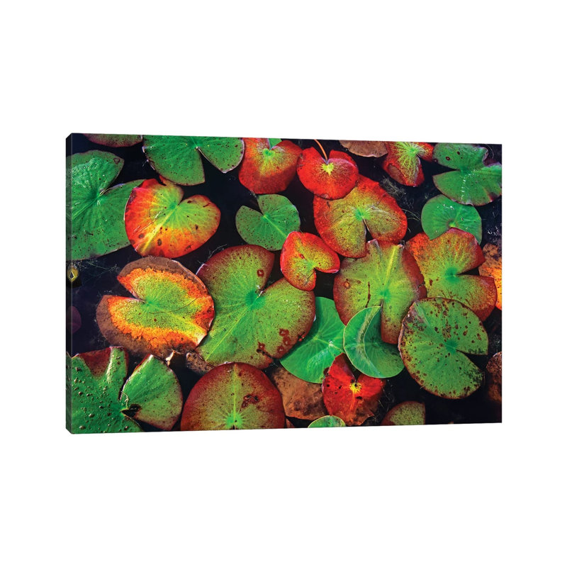 Yellow Pond Lily Close Up Of Pads, North America by Tim Fitzharris - Gallery-Wrapped Canvas Giclée on Canvas, Canvas