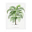 Art sur toile, Les Palmiers Histoire, Cocos Weddeliana-103094550