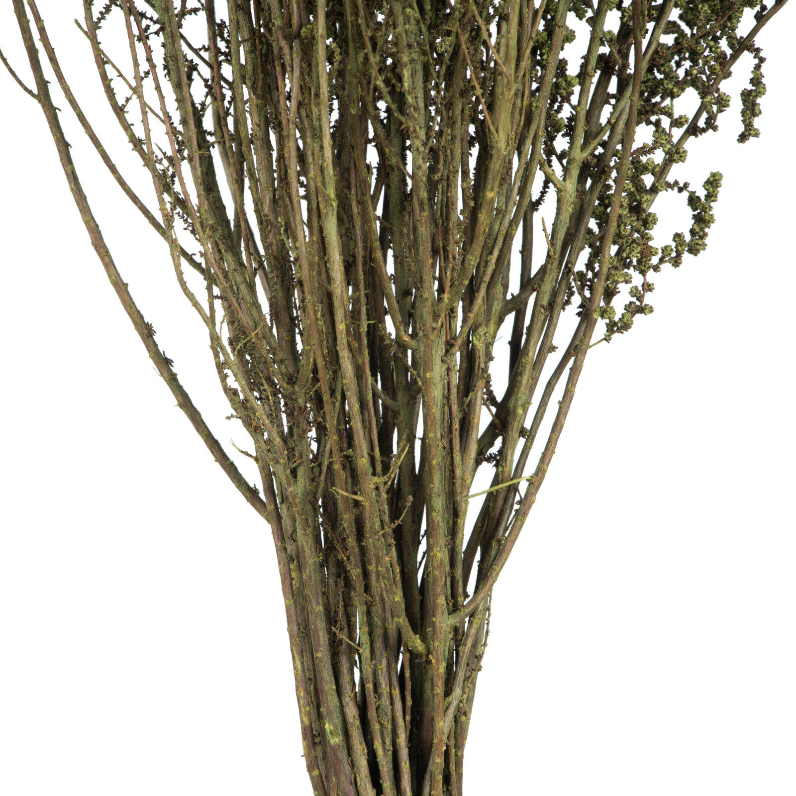Preserved Stoebe Stems, Spring Green 