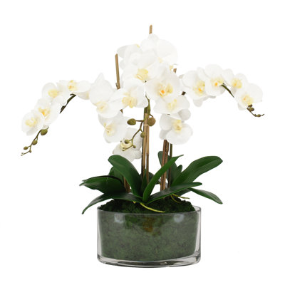 Orchid Floral Arrangement in Glass Vase with Moss