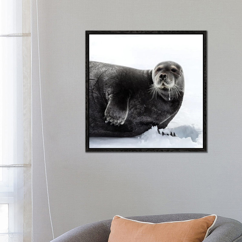Bearded Seal In Svalbard by Jane Rix - Gallery-Wrapped Canvas Giclée on Canvas, Black Floater Framed