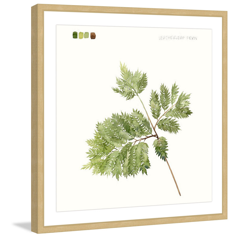 «Leaf Study II», reproduction encadrée, H 12 po x l 12 po x P 1,5 po