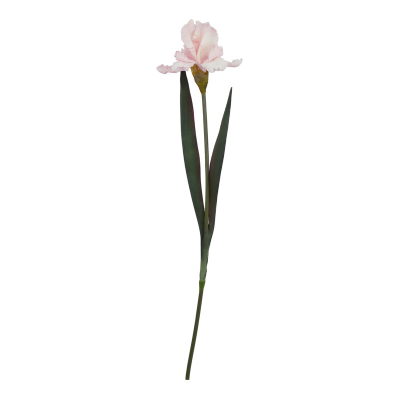 Anastasija Arrangement, Pink