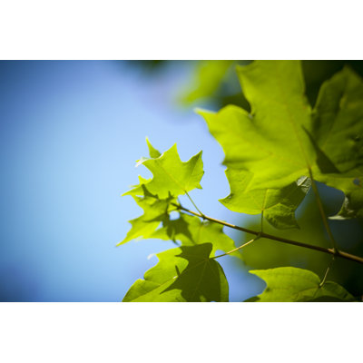 Maple Leaves by Abishome