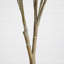 7 pi. Cornouiller artificiel
