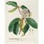 "Rhododendrum" par Georg Dionysius Ehret - Art mural sur toile tendue avec châssis-1859241700