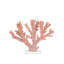 Fire Large Coral