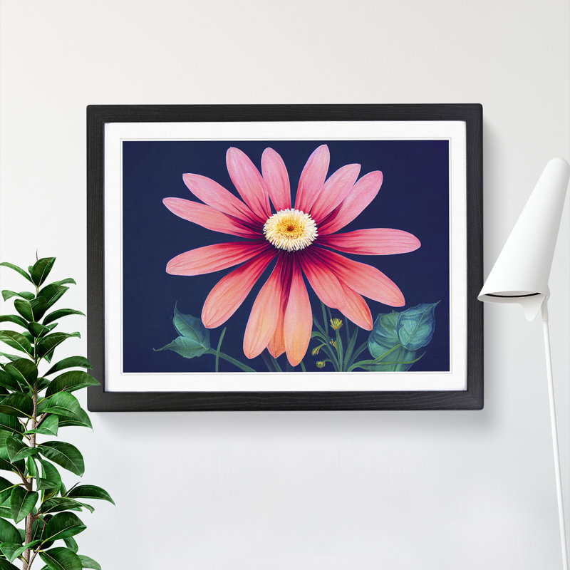 Fine Daisy Flower - Single Picture Frame Painting, Black, 25cm H x 34cm W x 2cm D