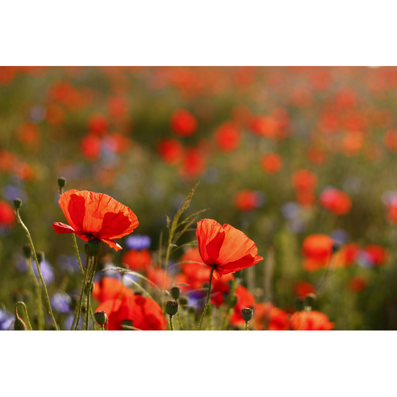 Poppies - Wrapped Canvas Print, 61cm H x 91cm W x 3.8cm D