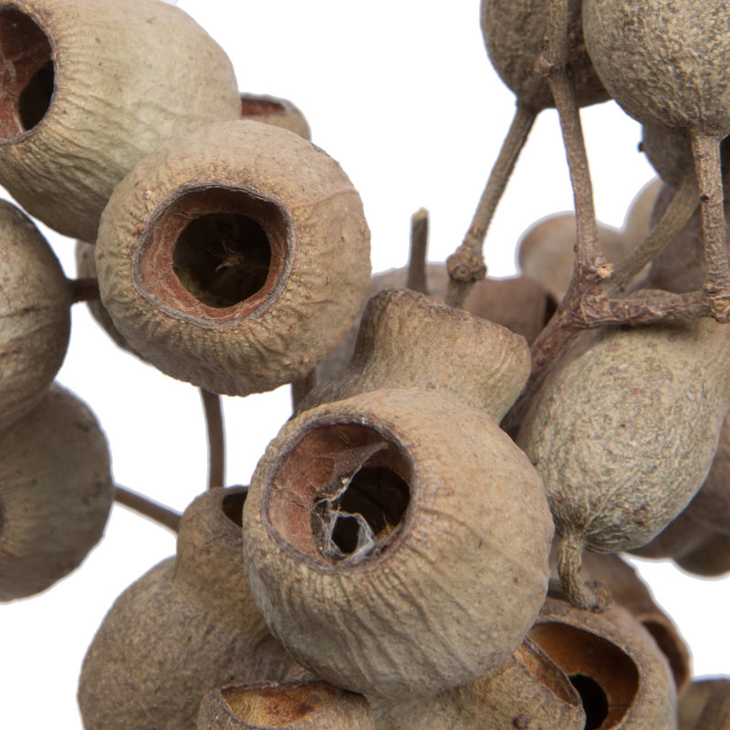 Bellgum Plant