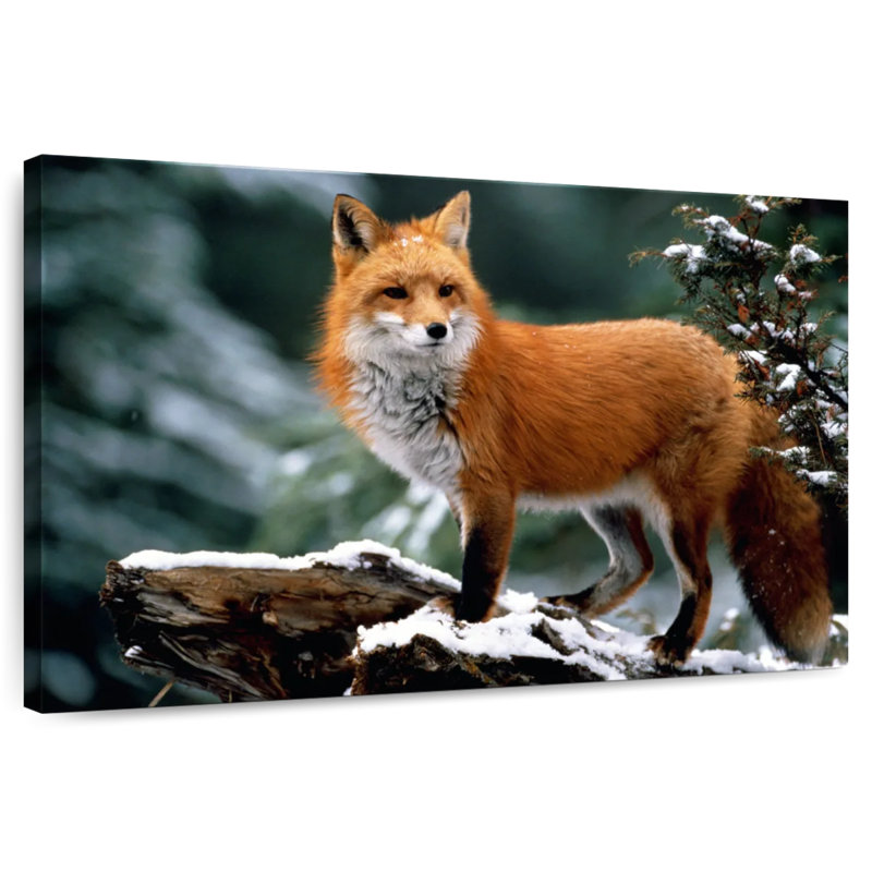 Furry Winter Fox, 34" H x 51" W