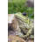 American Bullfrog