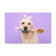 «Funny Golden Retriever Bathee», art mural sur toile-741912517