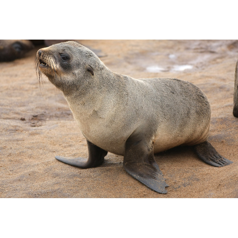 Phoque à fourrure de cape par Namibelephant, H 24 po x l 36 po