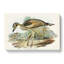 Southern Stone-Plover by Elizabeth Gould - Wrapped Canvas-55318206