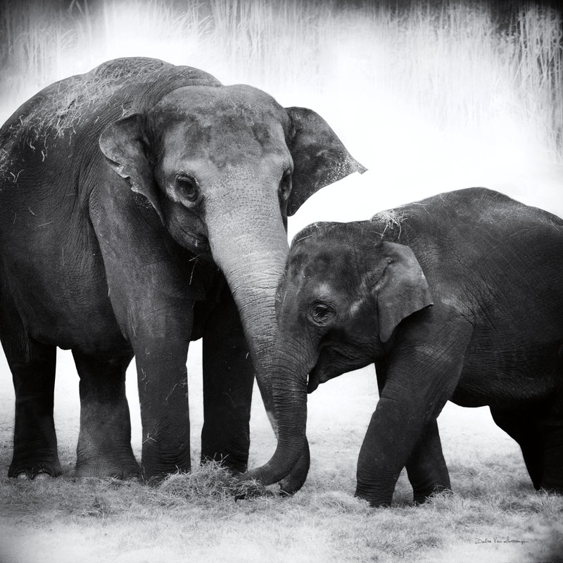 Éléphant III sans bordure, H 20 po x l 20 po, Non, Encadrement argenté