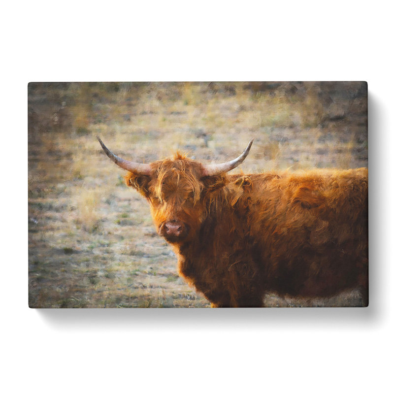Highland Bull Cow Vol.2 - Wrapped Canvas, 50cm H x 76cm W x 3cm D