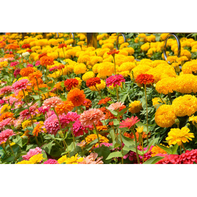 " Marigold Flowers "