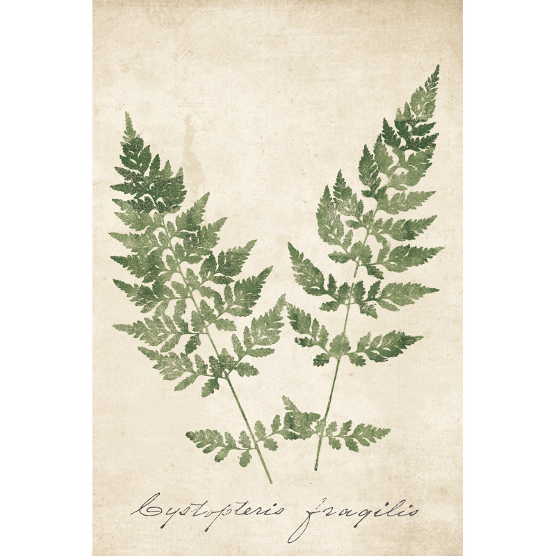 Vintage Ferns VII No Border Crop - Wrapped Canvas Painting, 30cm H x 20cm W