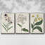 Ensemble de 3 pièces encadrées sur toile Antique Botanical Collection VII-97760033-97760032