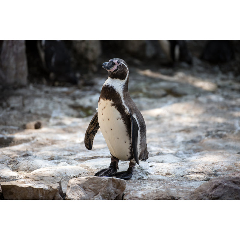 Penguin of Humboldt 1 Piece Wrapped Canvas Wall Art, 30cm H x 46cm W