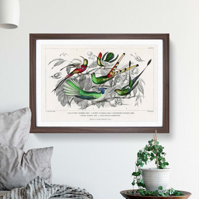 Collection of Hummingbirds PL. 60 by Oliver Goldsmith - Picture Frame Painting