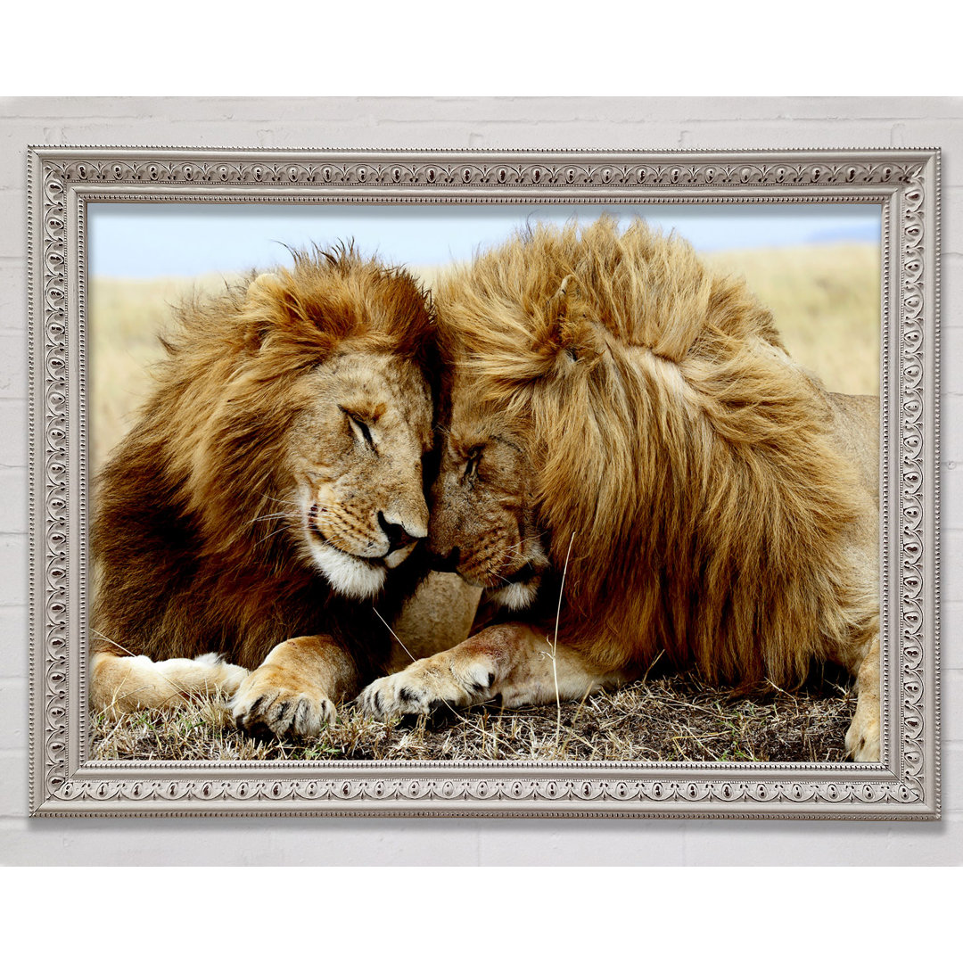 Lions Love Wild Cats Animals - Bilderrahmen Kunstdrucke