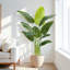 Arbre de paradis artificiel 6,5 pi en pot de ciment noir - grande plante tropicale artificielle pour la décoration de plancher intérieur (sans pot)-1131895827-1131895831