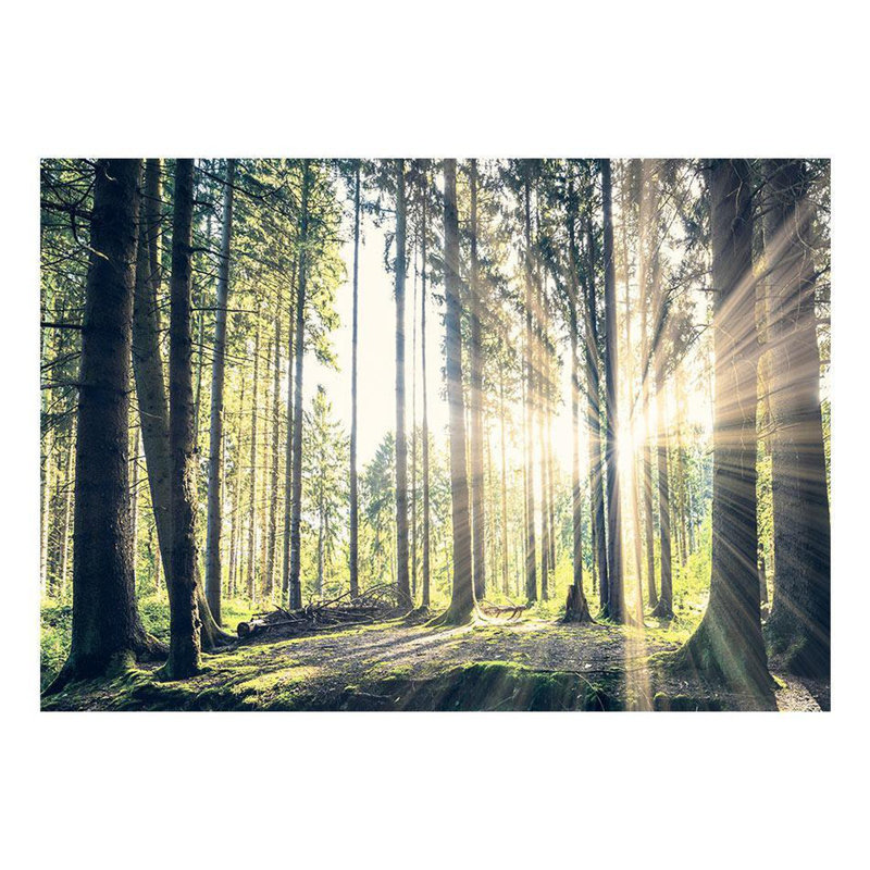 Murale Faraja Forest Walk, L 41 po x l 57 po