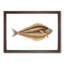 Atlantic Halibut Fish by Edward Donovan - Framed Print-55456819-55456820