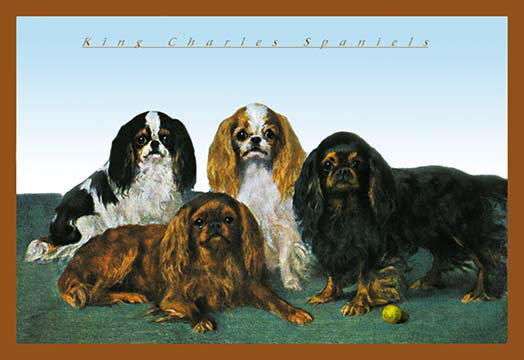 « king charles spaniels », impression