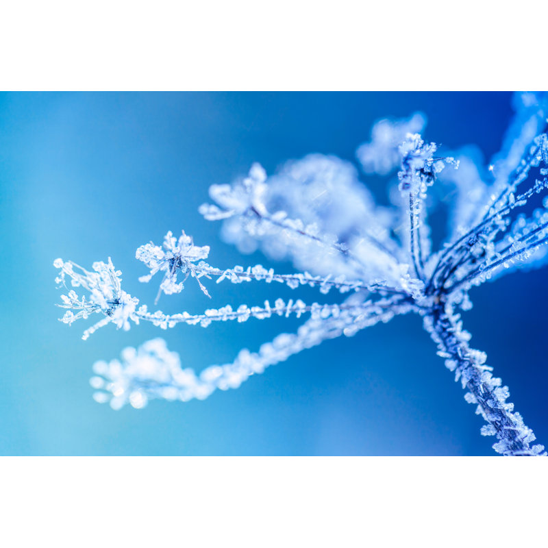 Ice Covered Plant by 5ugarless - Wrapped Canvas Print, 30cm H x 46cm W