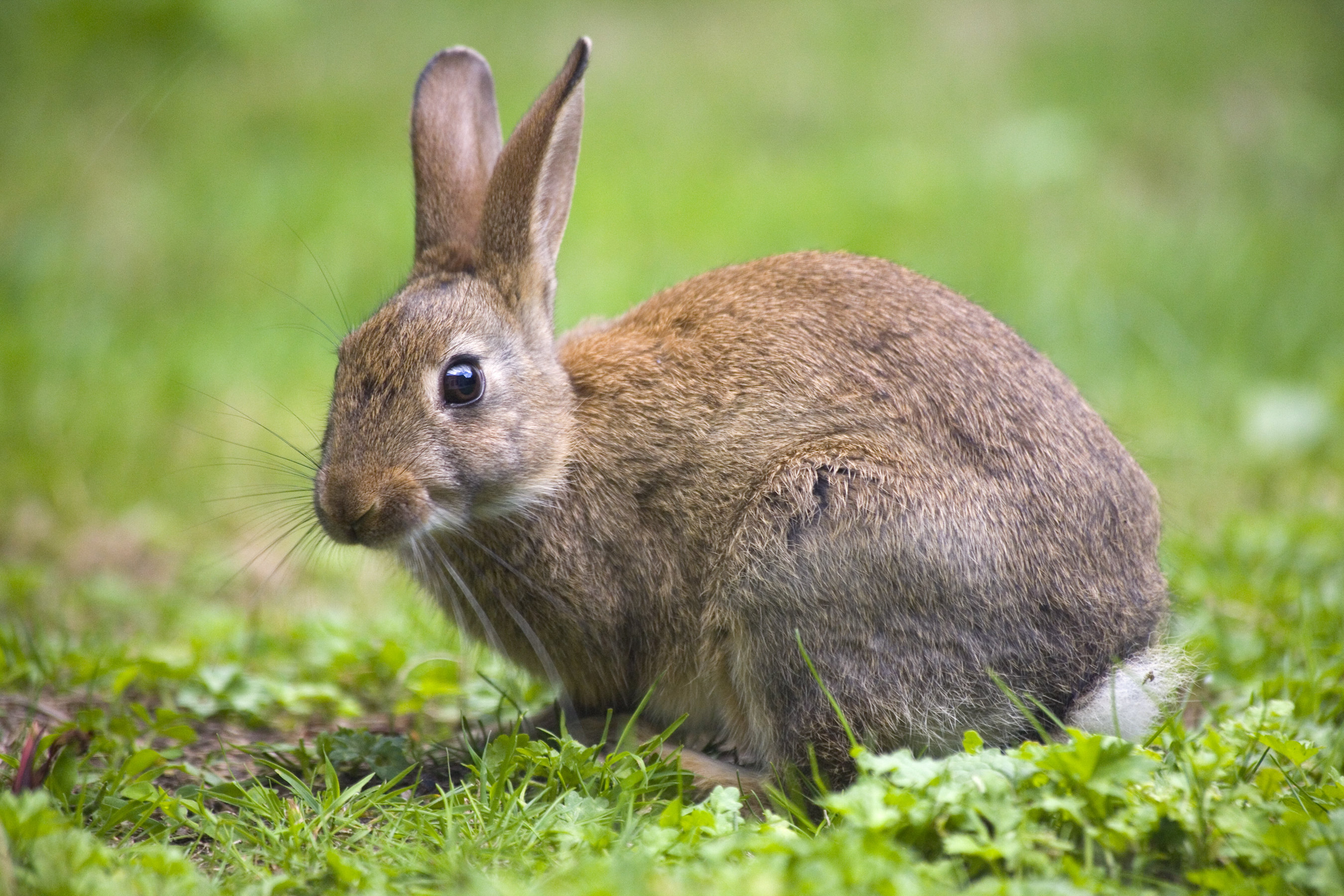 Wild Rabbirs Gracie Oaks Wild Rabbit On Canvas by Tilo Photograph | Wayfair