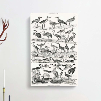 Ornithology Study Of Birds LXVII by Oliver Goldsmith - Wrapped Canvas Print