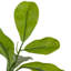 Arbre Stacie - arbre Stacie - 6 pi-1936344199