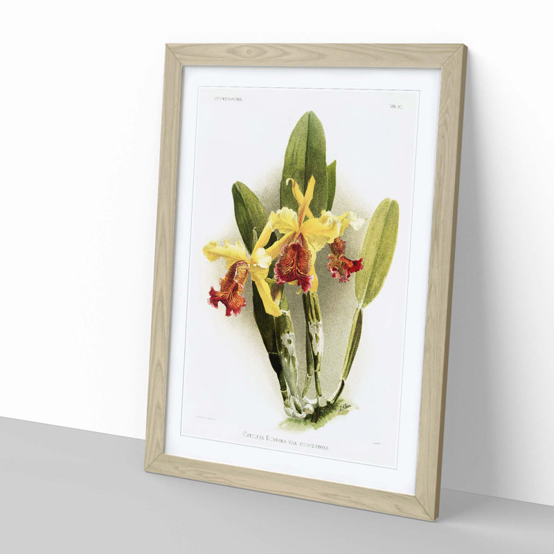 Magnolia Flowers Illustration Tab.80 by Frederick Sander - Picture Frame Art Print, Oak, 76cm H x 50cm W x 2cm D
